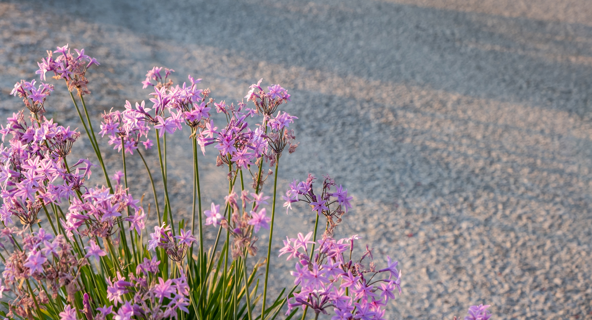 Kea Mare Luxury Villas